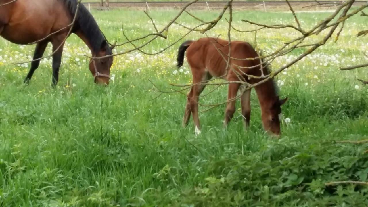 "Ferienhaeuser" Am Waldesrand Mit Und Ohne Garten Knusperhaeuschen, Teufelsloch, Walpurgishuette, Brockenhuette Вернигероде Экстерьер фото
